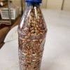 Roasted Ukwa (African Breadfruit) - oby.org